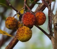 Arbutus unedo - Aardbeiboom - 6
