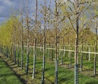 Prunus serrulata 'Shirotae' - Japanse Sierkers - 1