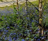 Brunnera macrophylla - Kaukasisch vergeet-mij-nietje - 1