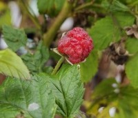 Rubus idaeus 'Autumn Bliss' - Framboos 'Autumn Bliss' - 1