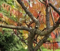 Rhus typhina 'Tiger Eyes' - Fluweelboom 'Tiger Eyes' - najaar