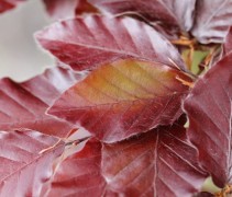 Fagus sylvatica ‘Atropunicea’ 