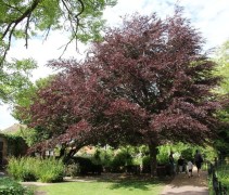 Fagus sylvatica 'Purpurea Tricolor' grote boom toepassing