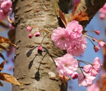 Japanse sierkers 'Kanzan' stam en bloesem