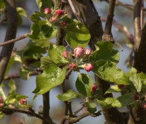Malus Fuji