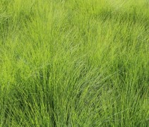 Pennisetum