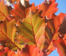 quercus bicolor