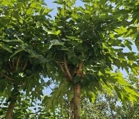 Morus alba 'Macrophylla' - Witte moerbei - 3