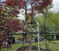 Acer palmatum 'Fireglow' - Japanse Esdoorn 'Fireglow' - 2