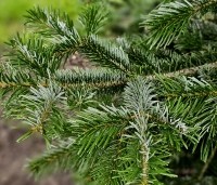 Abies nordmanniana - Nordmanspar - 4
