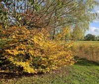 Carpinus betulus - Haagbeuk - 8