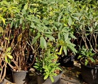 Edgeworthia chrysantha 'Winter Liebe' - Papierstruik 'Winter Liebe' - 3