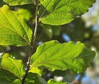 Parrotia persica 'Cherry Tips' - Perzisch IJzerhout 'Cherry Tips' - 3