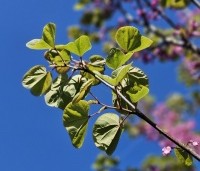 Cercis siliquastrum - Judasboom - 1