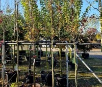 Amelanchier canandensis 'October Flame' - Zuilvormige krentenboompje met rood herfstblad - 5
