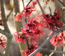 Hamamelis x intermedia 'Diane'