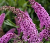 Buddleja davidii 'Pink Delight' - Vlinderstruik 'Pink Delight' - 2