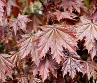 Acer platanoides 'Crimson Sentry' - Roodbladige Noordse Esdoorn - 1