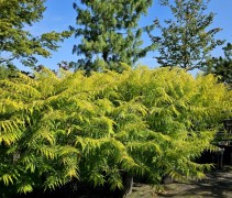 Rhus Typhina 'Tiger Eyes'