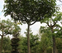 Acer davidii 'Serpentine'
