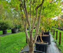 acer palmatum summer gold