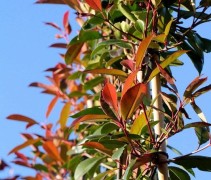 Glansmispel 'Red Robin', leivorm is blijvend groen dus ook in de winter