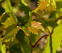 Jong blad aan de Witte druif 'Vroege van der Laan'