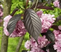 Prunus serrulata 'Royal Burgundy'  - Roodbladige sierkers - 1