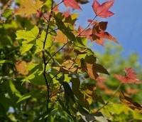 Liquidambar formosa 'Ellen' - Speciale amberboom met Aziatische roots - 4