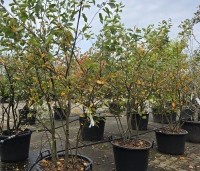 Amelanchier lamarckii - Krentenboompje - 1