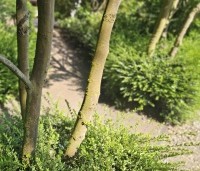 Platanus hispanica - Plataan - 3