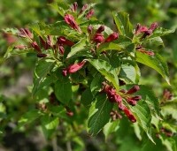 Weigela florida 'Red Prince' - Weigela 'Red Prince' - 2