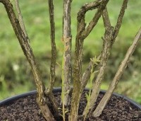 Vaccinium corymbosum - Amerikaanse Bosbes - 4