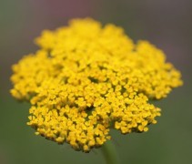 Achillea 'Cloth of Gold' met gele bloem