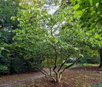 Hamamelis oude meerstam in bostuin