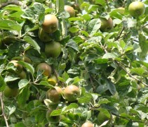 Malus domestica 'Reinette Grise'
