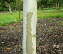 Platanus hispanica 'Alphen's Globe', stam