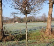 Liquidambar styraciflua 'Gum Ball' winterbeeld