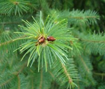 naalden Pseudotsuga menziesii 