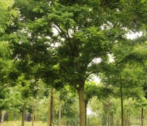 Sophora japonica