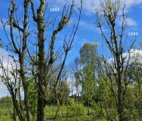 Quercus warei 'Regal Prince' - Eik 'Regal Prince' - 6