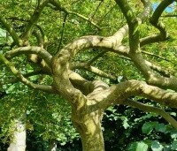 Acer palmatum 'Dissectum' - Japanse esdoorn 'Dissectum' - 1