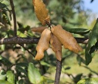 Quercus suber - Kurkeik - bladwisseling