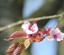Japanse sierkers 'Rancho' bloesemtak