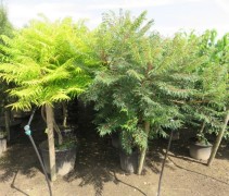 Rhus