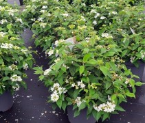 Viburnum Watanabe