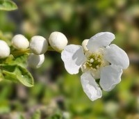 Exochorda macrantha 'The Bride'  - Parelstruik 'The Bride' - 3
