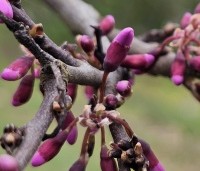 Cercis siliquastrum - Judasboom - 1