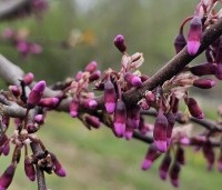 Cercis siliquastrum - Judasboom - 2