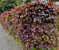 Fagus sylvatica 'Atropunicea' - Rode beuk - 2
